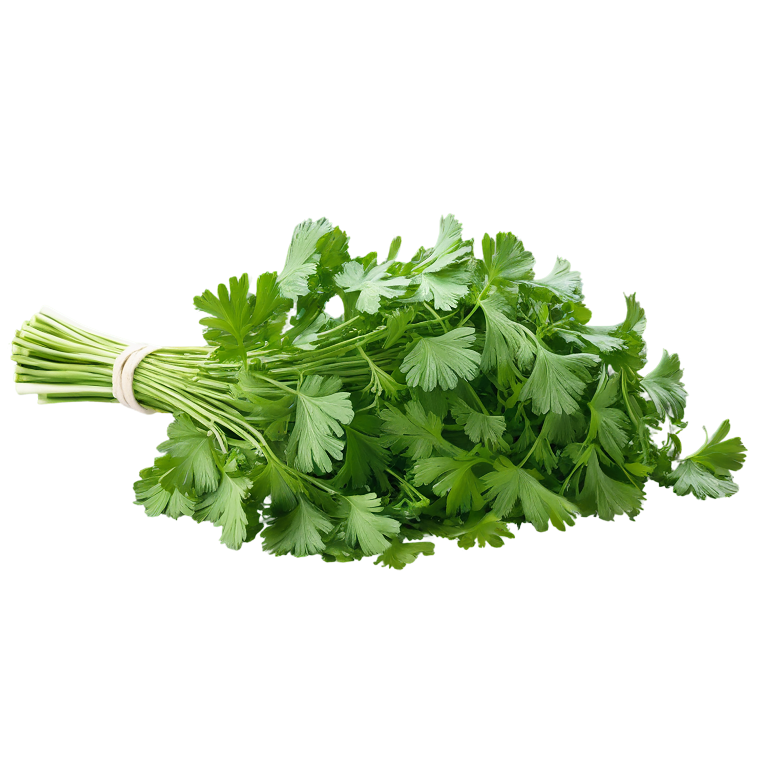 Cilantro Herbs isolated on transparent background, #6876
