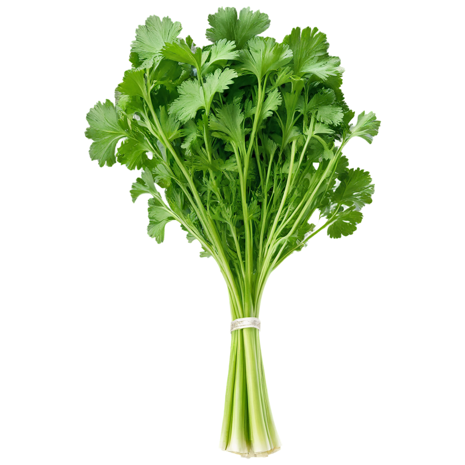 Cilantro Herbs isolated on transparent background, #6877