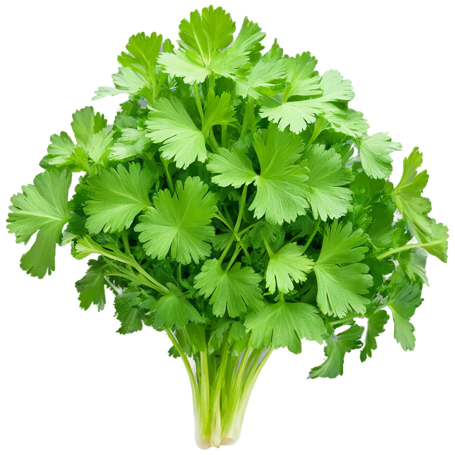 Cilantro Herbs isolated on transparent background, #6878