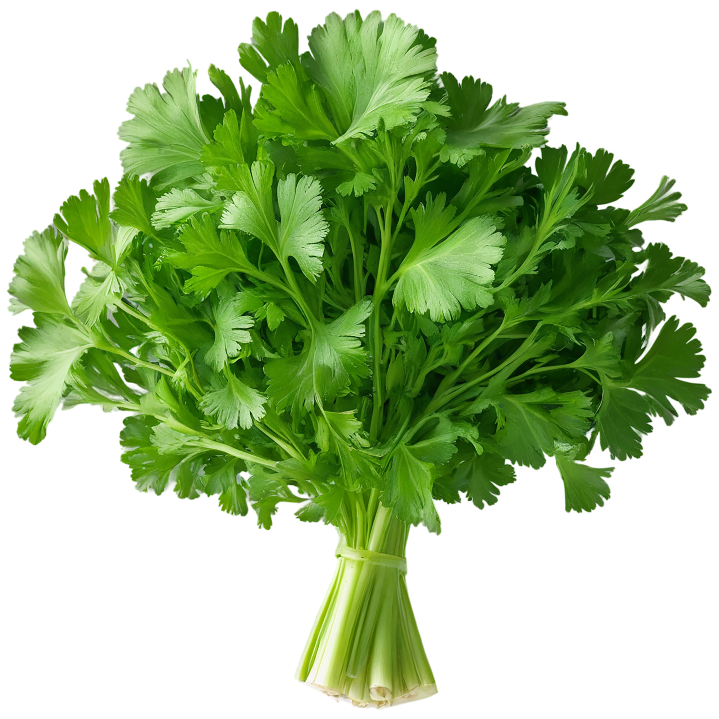Cilantro Herbs isolated on transparent background, #6882