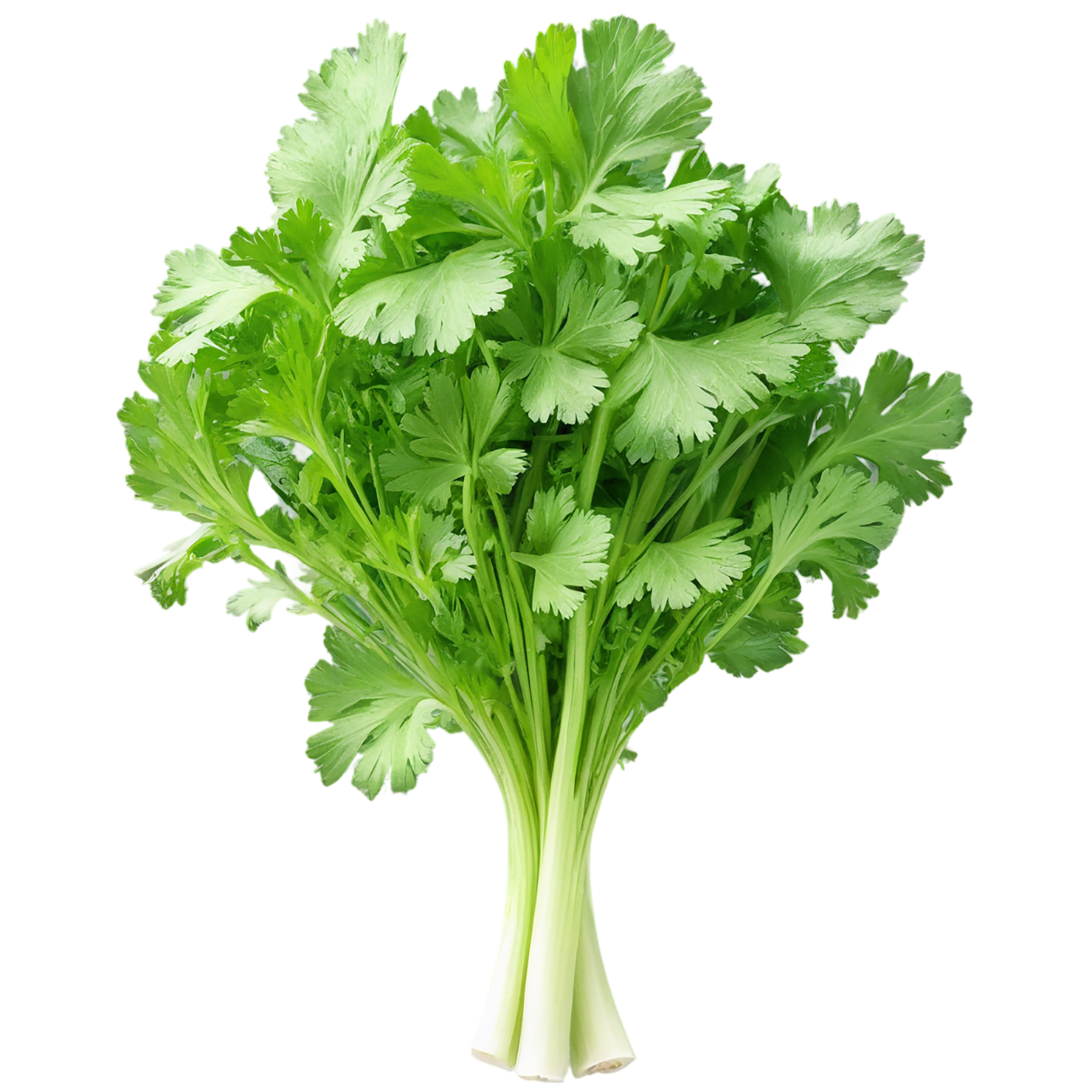 Cilantro Herbs isolated on transparent background, #6885