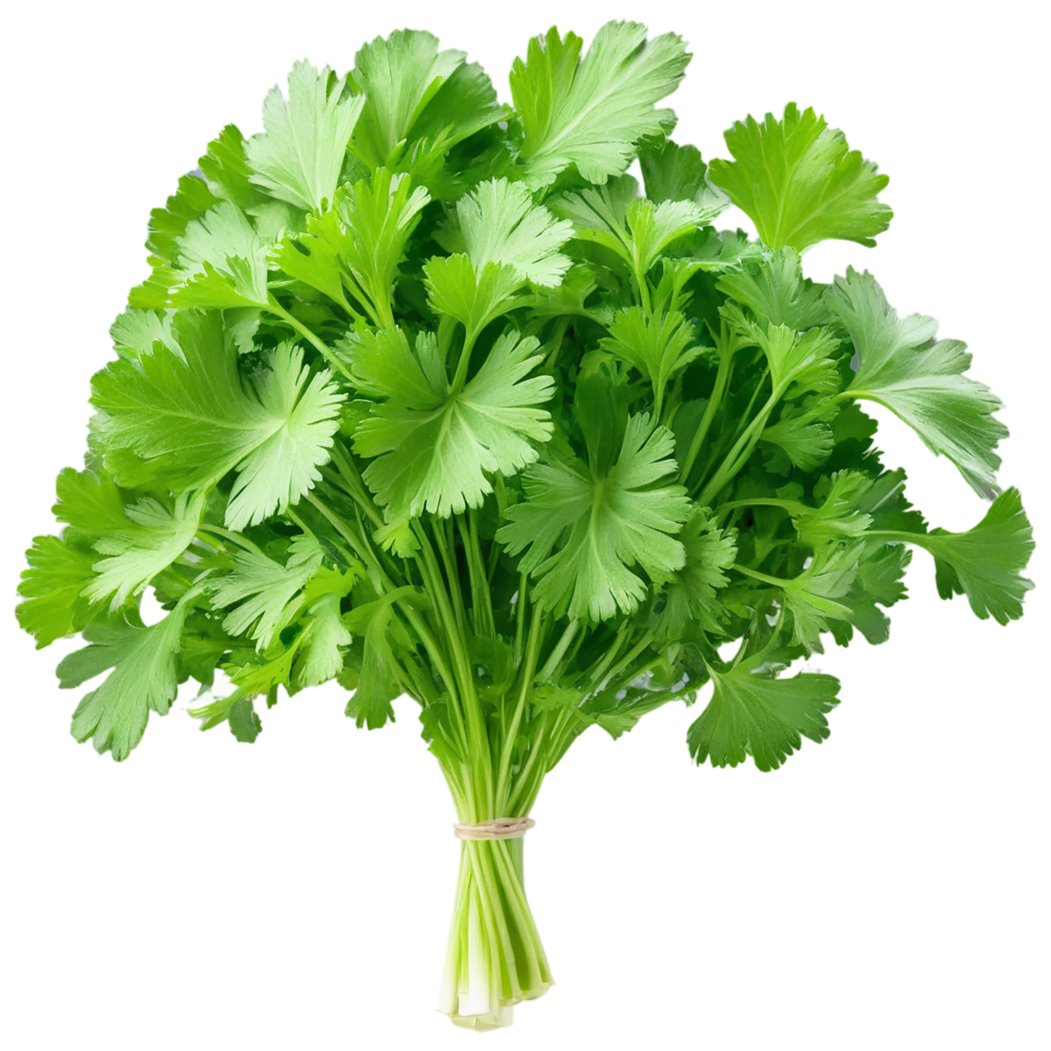 Cilantro Herbs isolated on transparent background, #6886