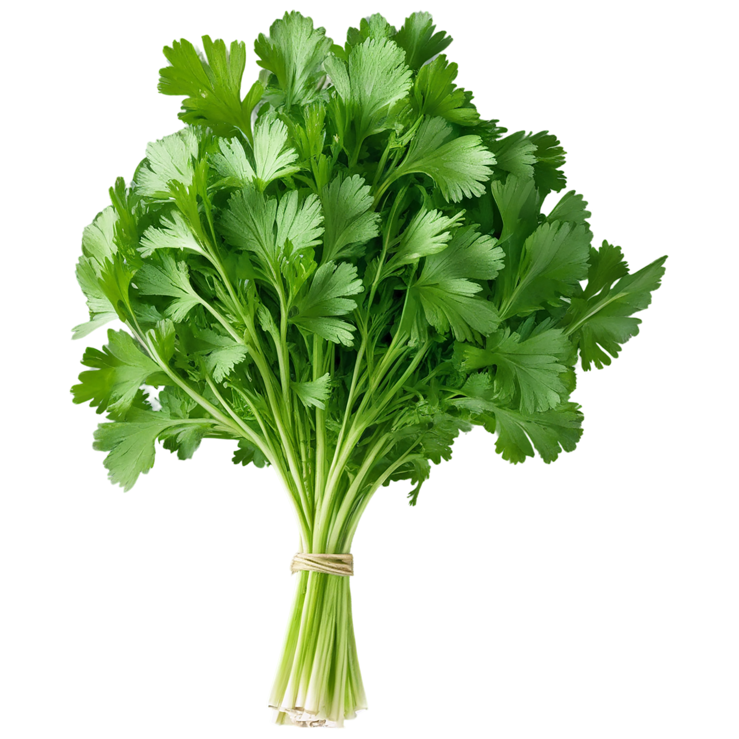 Cilantro Herbs isolated on transparent background, #6890