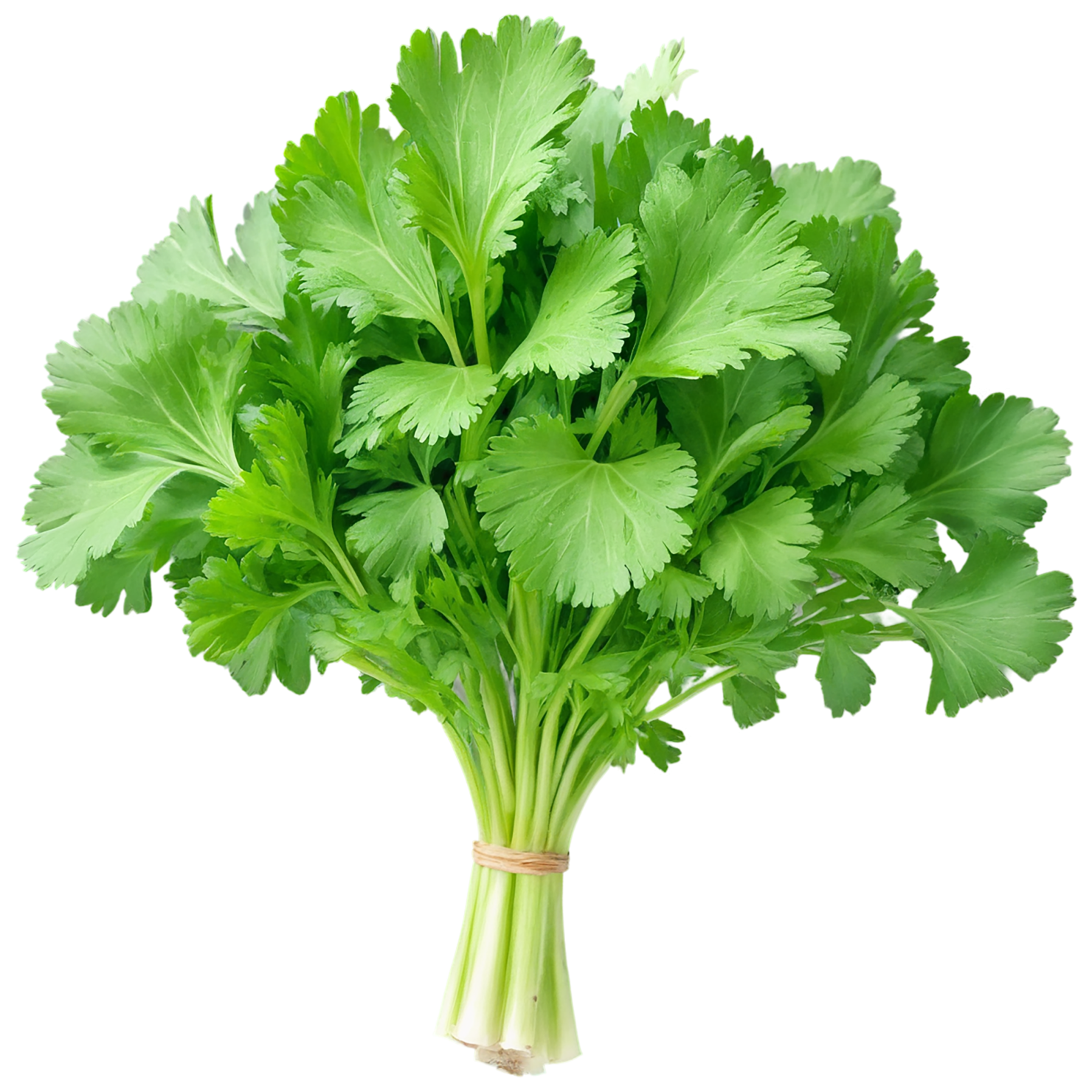 Cilantro Herbs isolated on transparent background, #6891