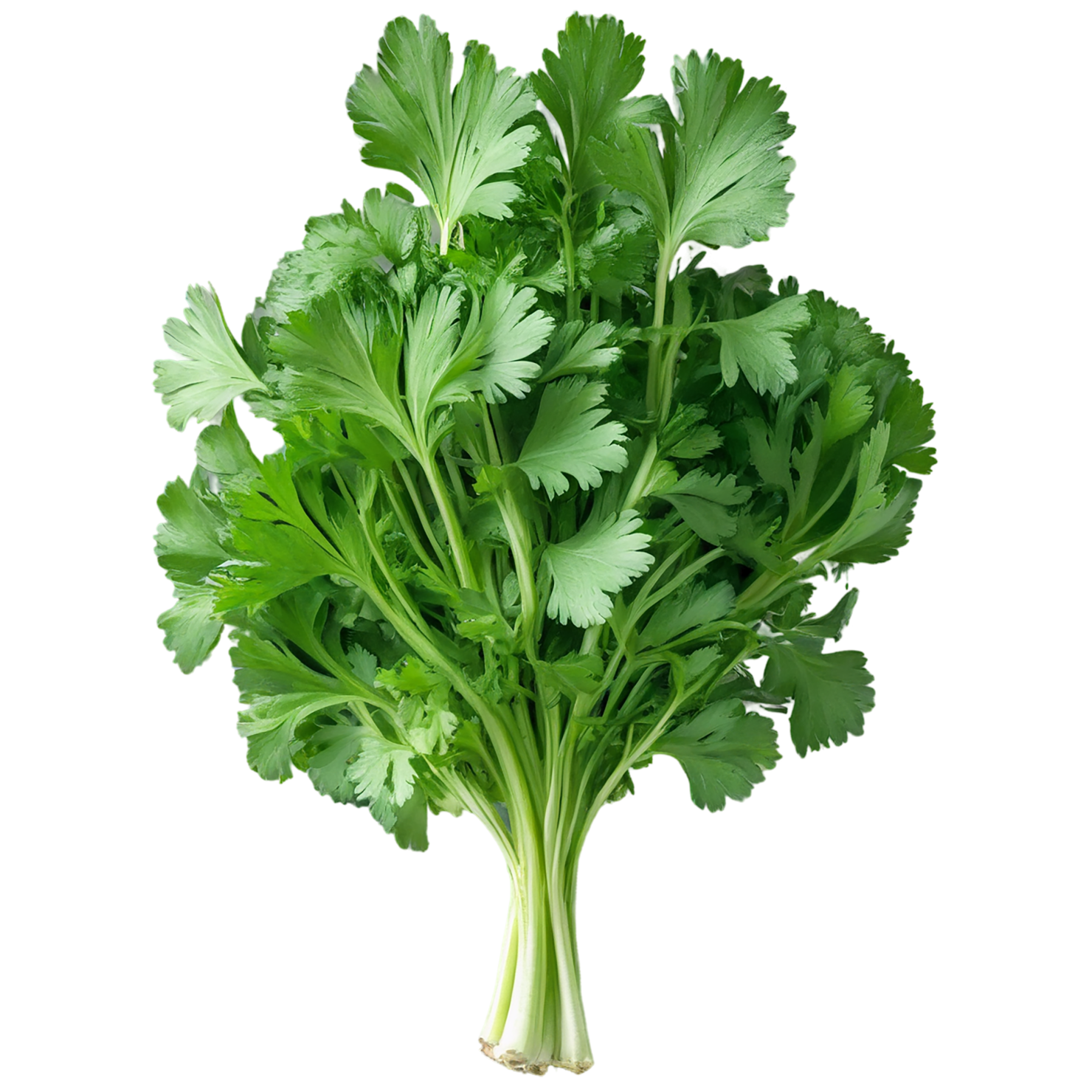 Cilantro Herbs isolated on transparent background, #6894