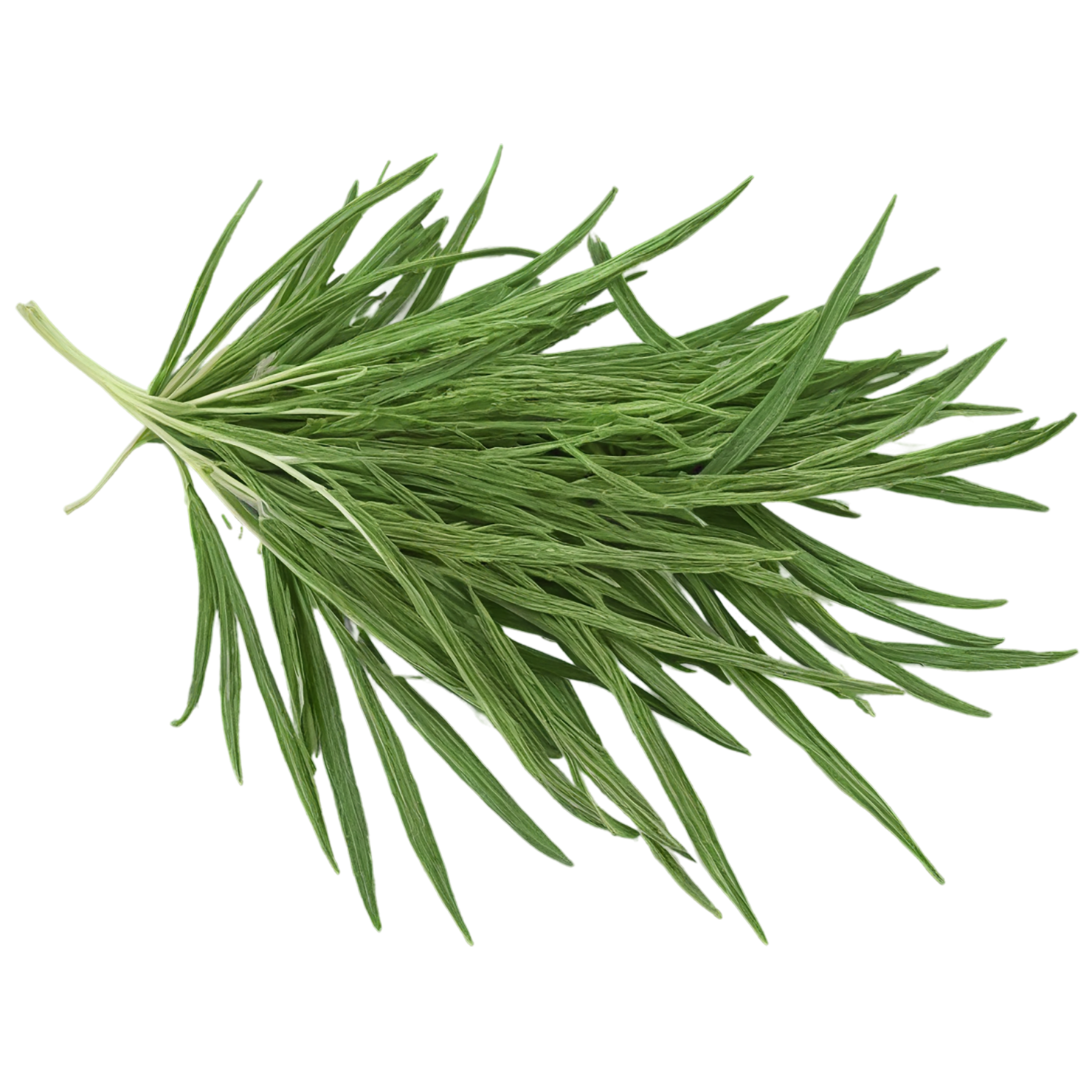 Cumin leaves Herbs isolated on transparent background, #6923
