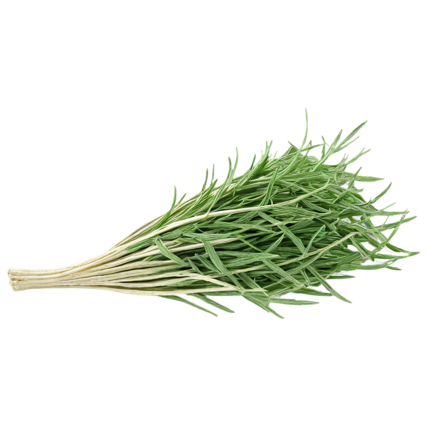 Cumin leaves Herbs isolated on transparent background, #6924