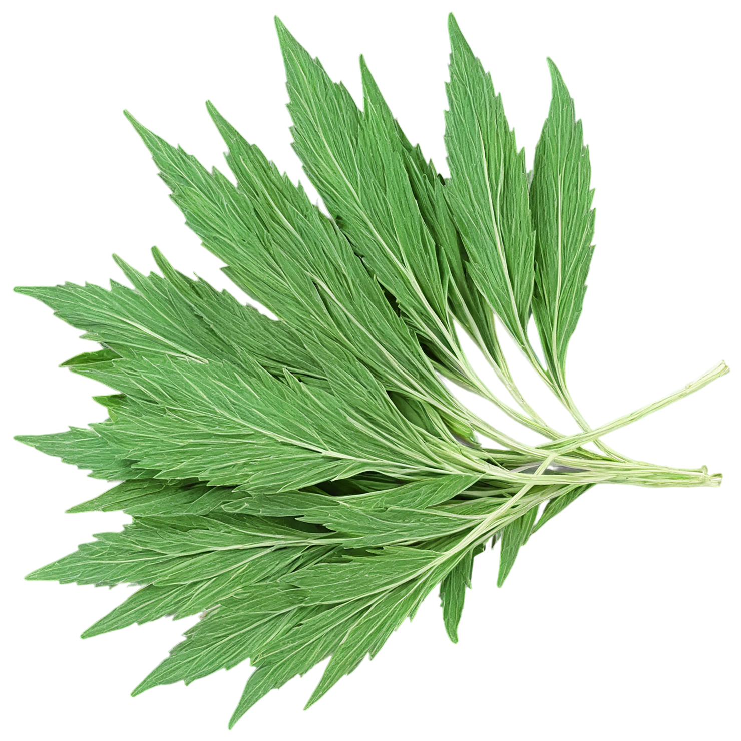 Cumin leaves Herbs isolated on transparent background, #6925