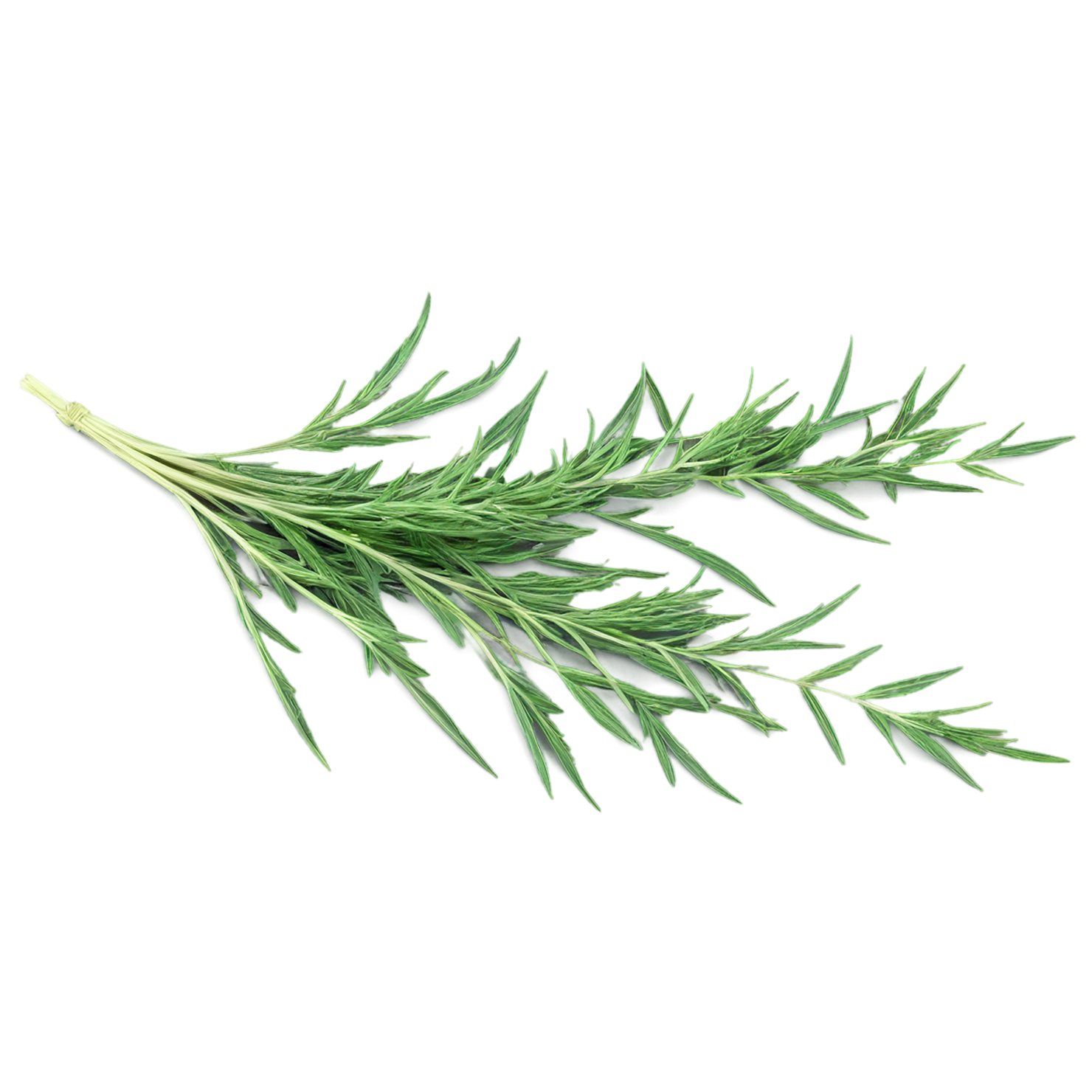 Cumin leaves Herbs isolated on transparent background, #6927