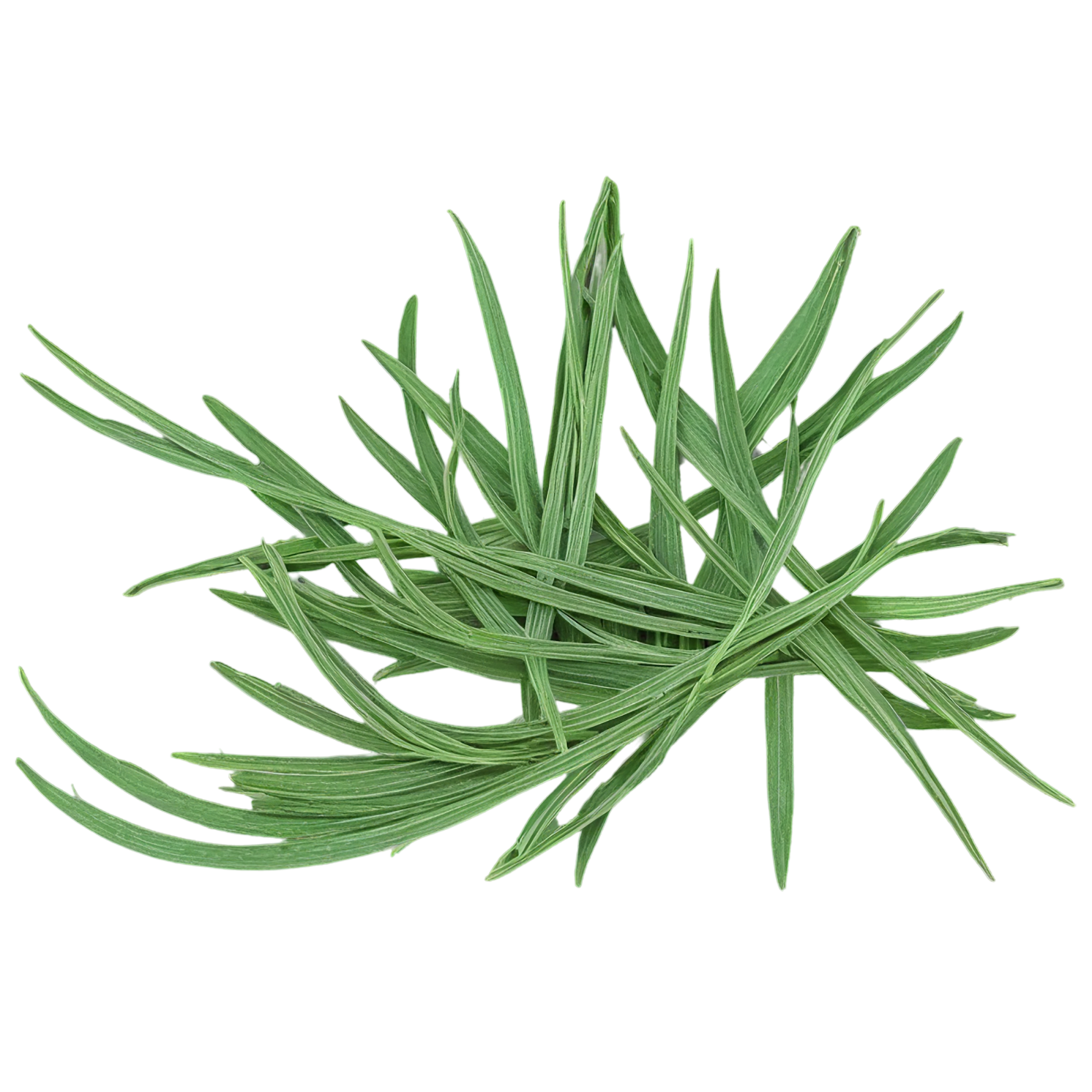 Cumin leaves Herbs isolated on transparent background, #6928