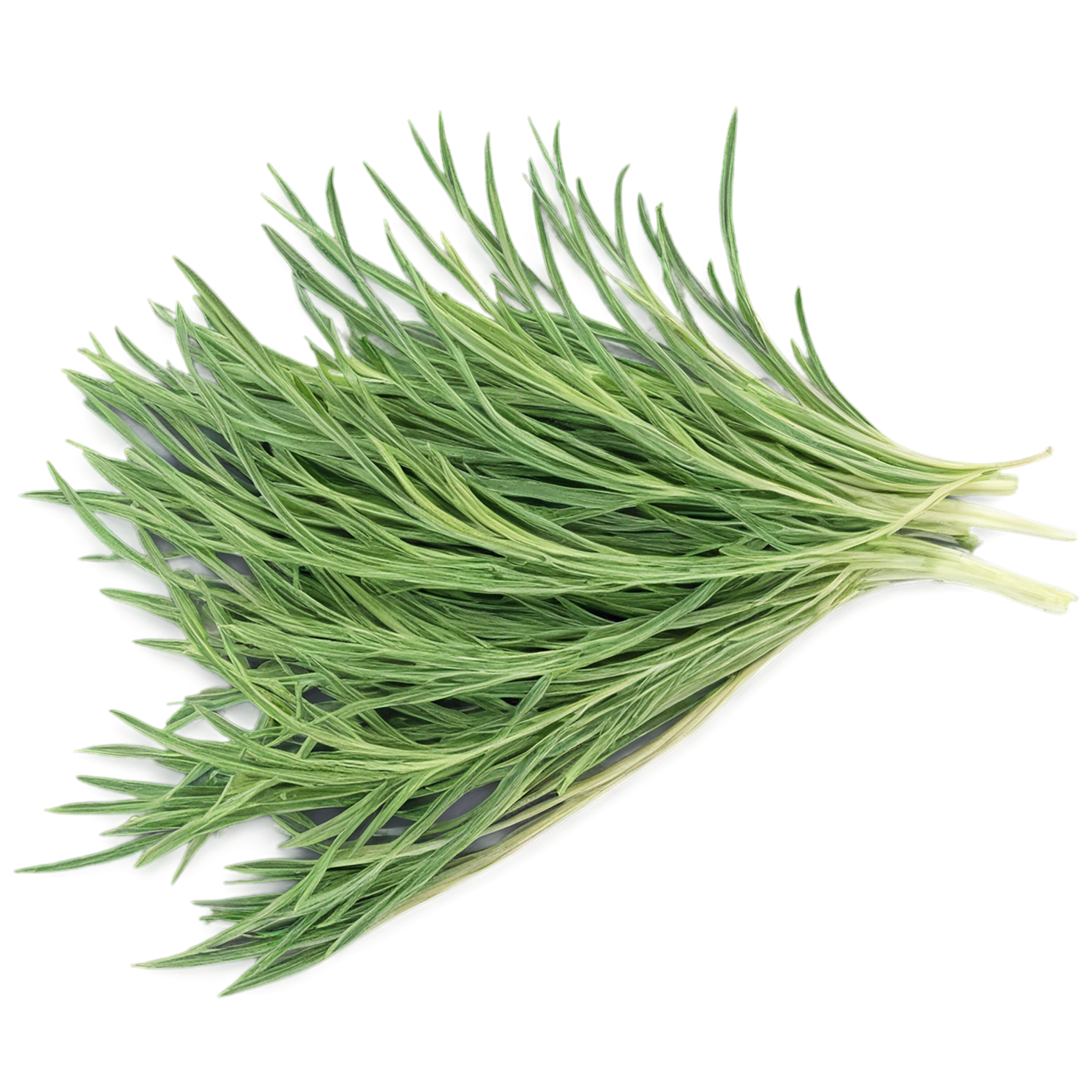 Cumin leaves Herbs isolated on transparent background, #6930