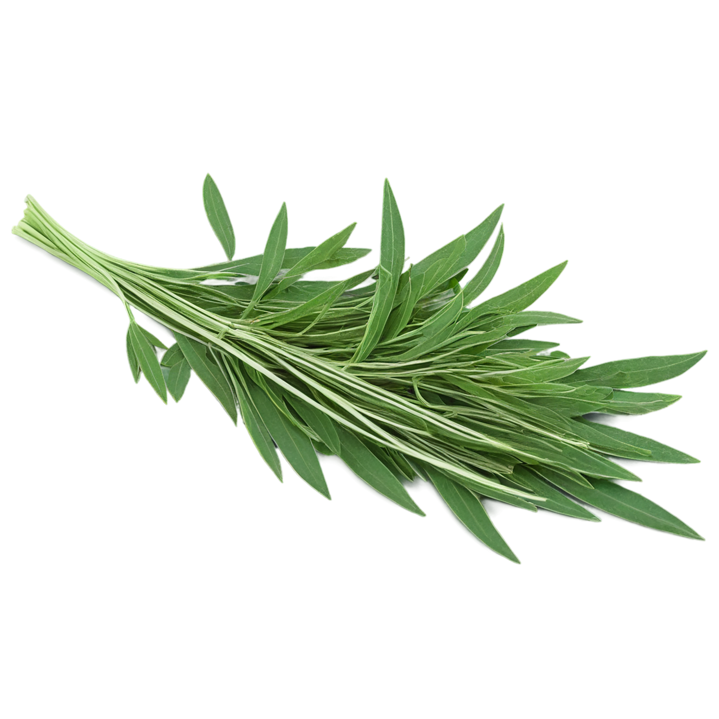 Cumin leaves Herbs isolated on transparent background, #6935