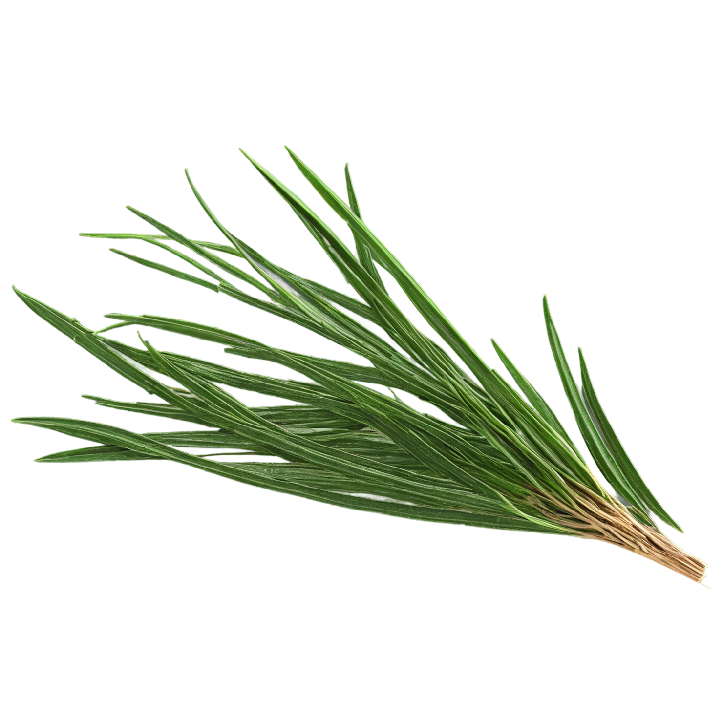 Cumin leaves Herbs isolated on transparent background, #6938
