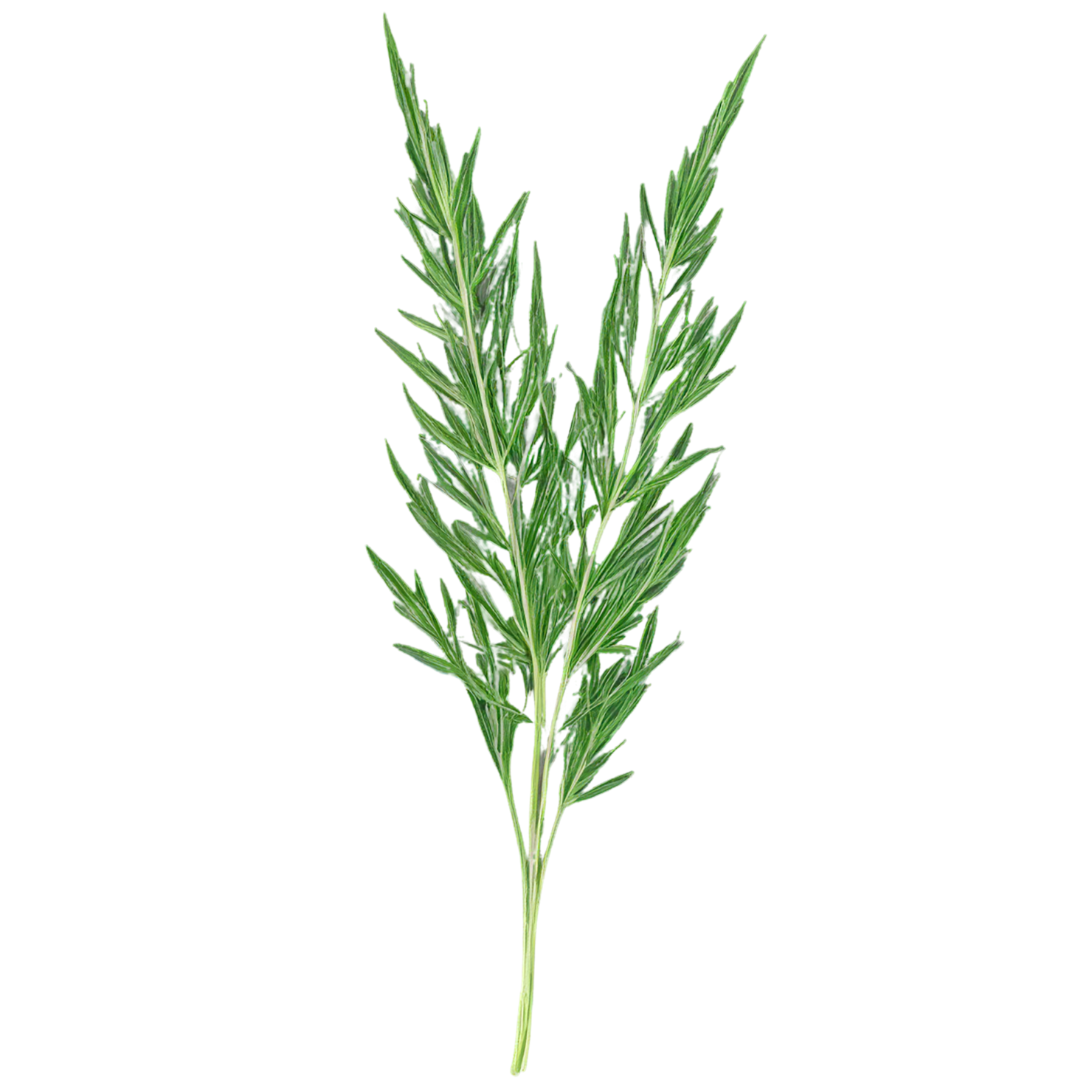 Cumin leaves Herbs isolated on transparent background, #6940