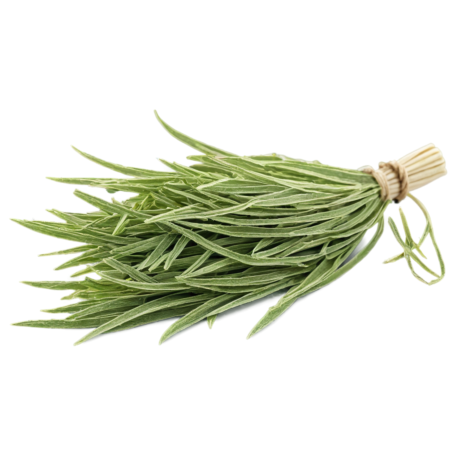 Cumin leaves Herbs isolated on transparent background, #6941