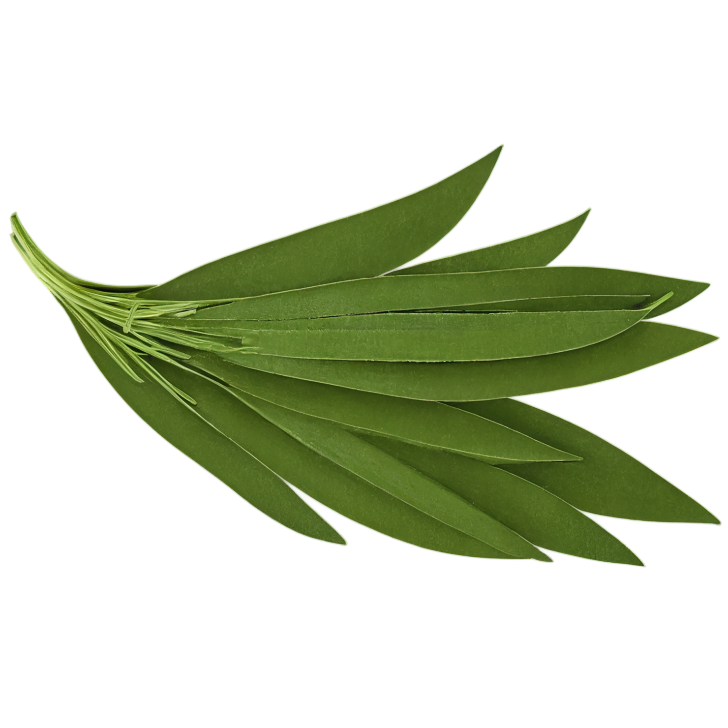 Cumin leaves Herbs isolated on transparent background, #6943
