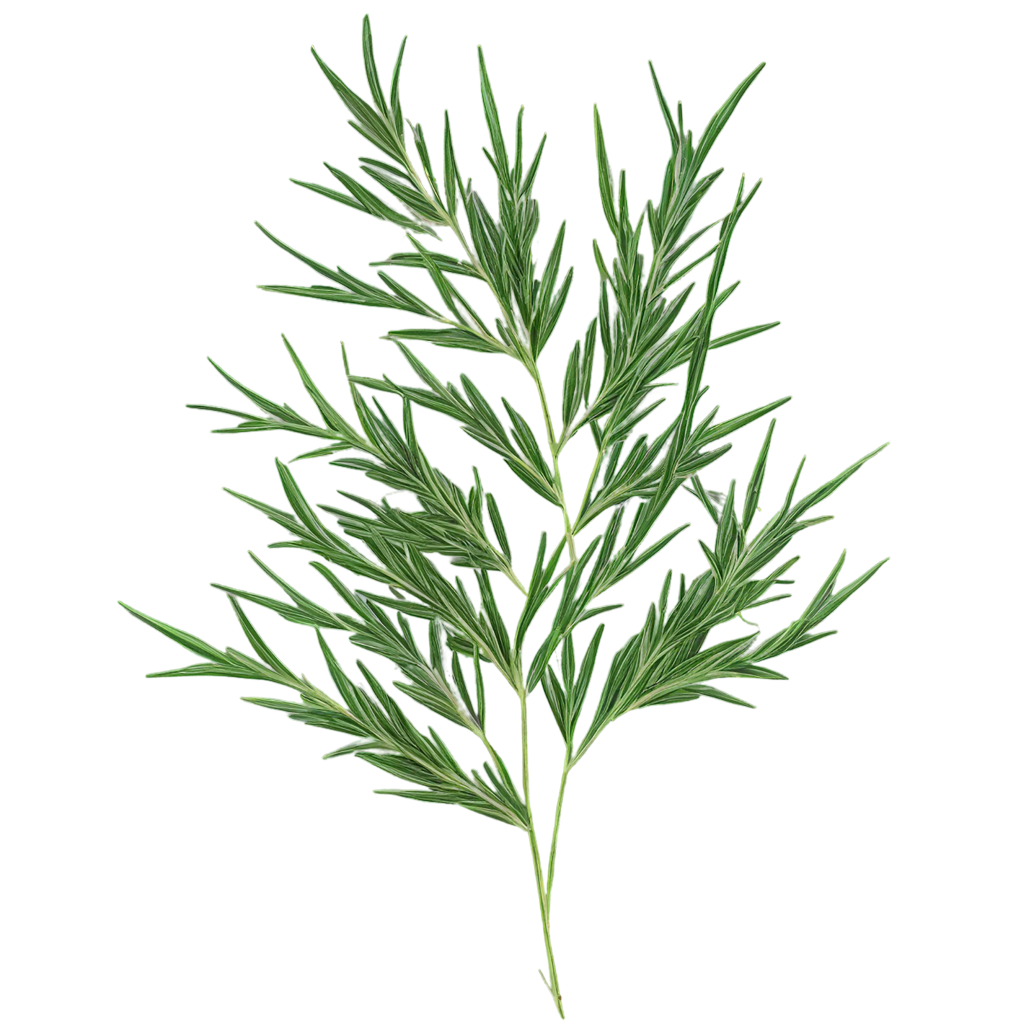 Cumin leaves Herbs isolated on transparent background, #6945