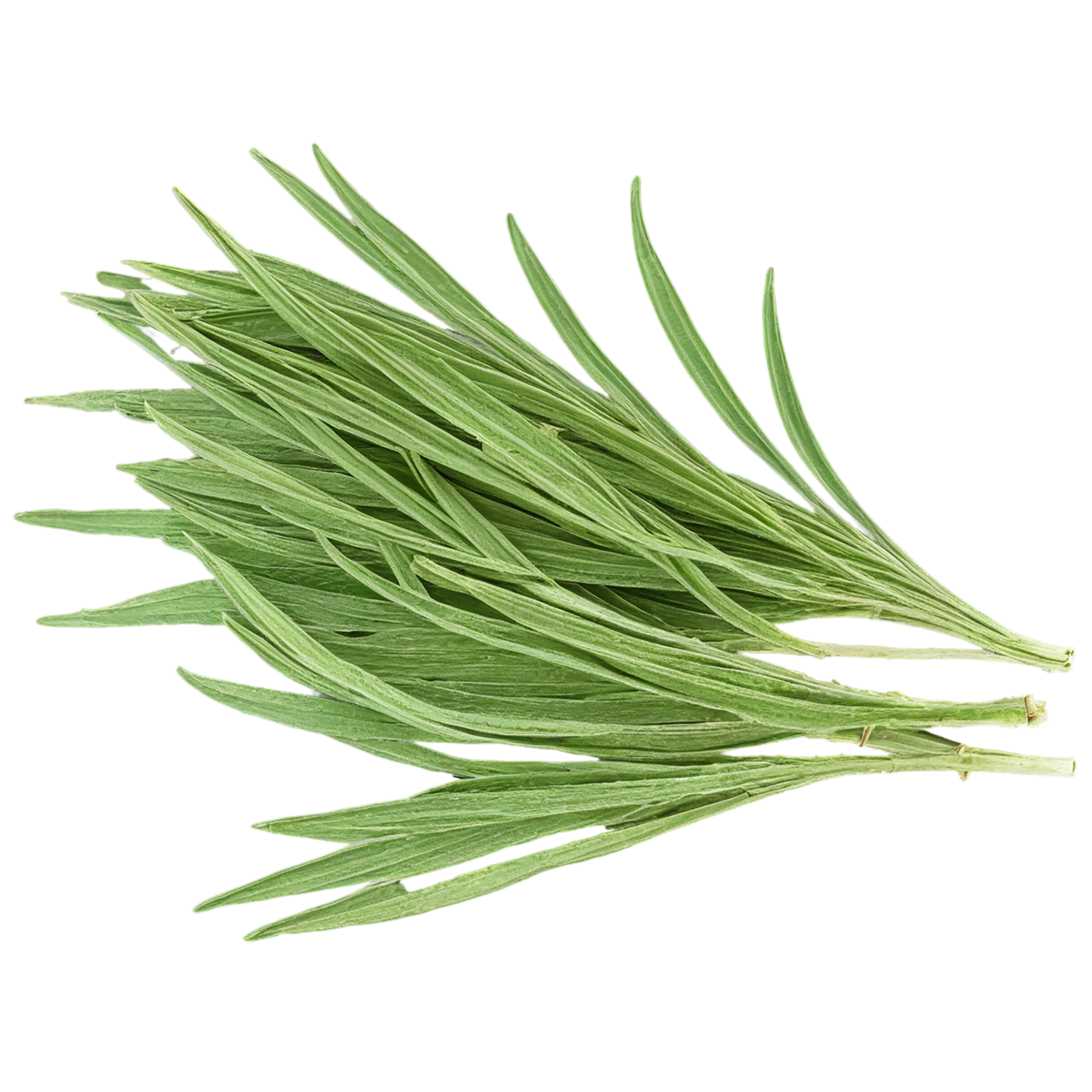 Cumin leaves Herbs isolated on transparent background, #6946