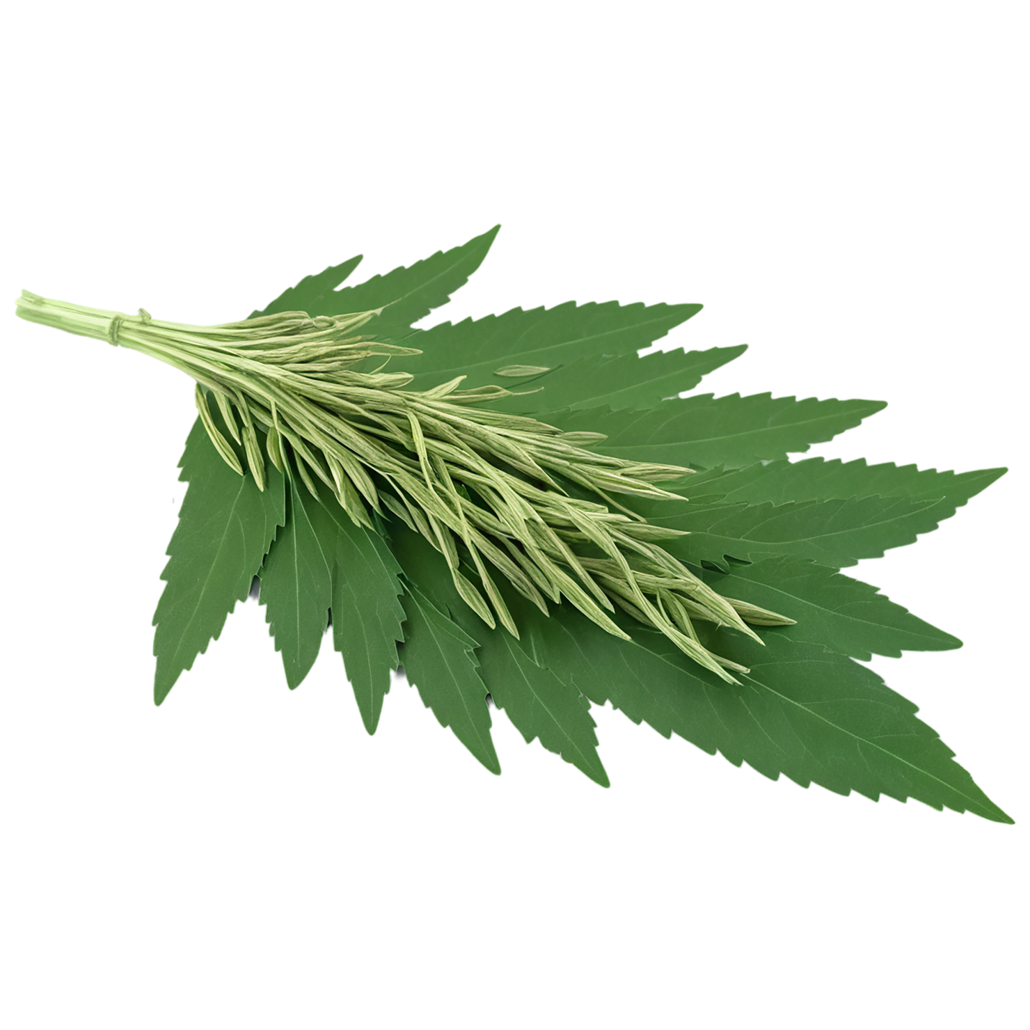 Cumin leaves Herbs isolated on transparent background, #6947
