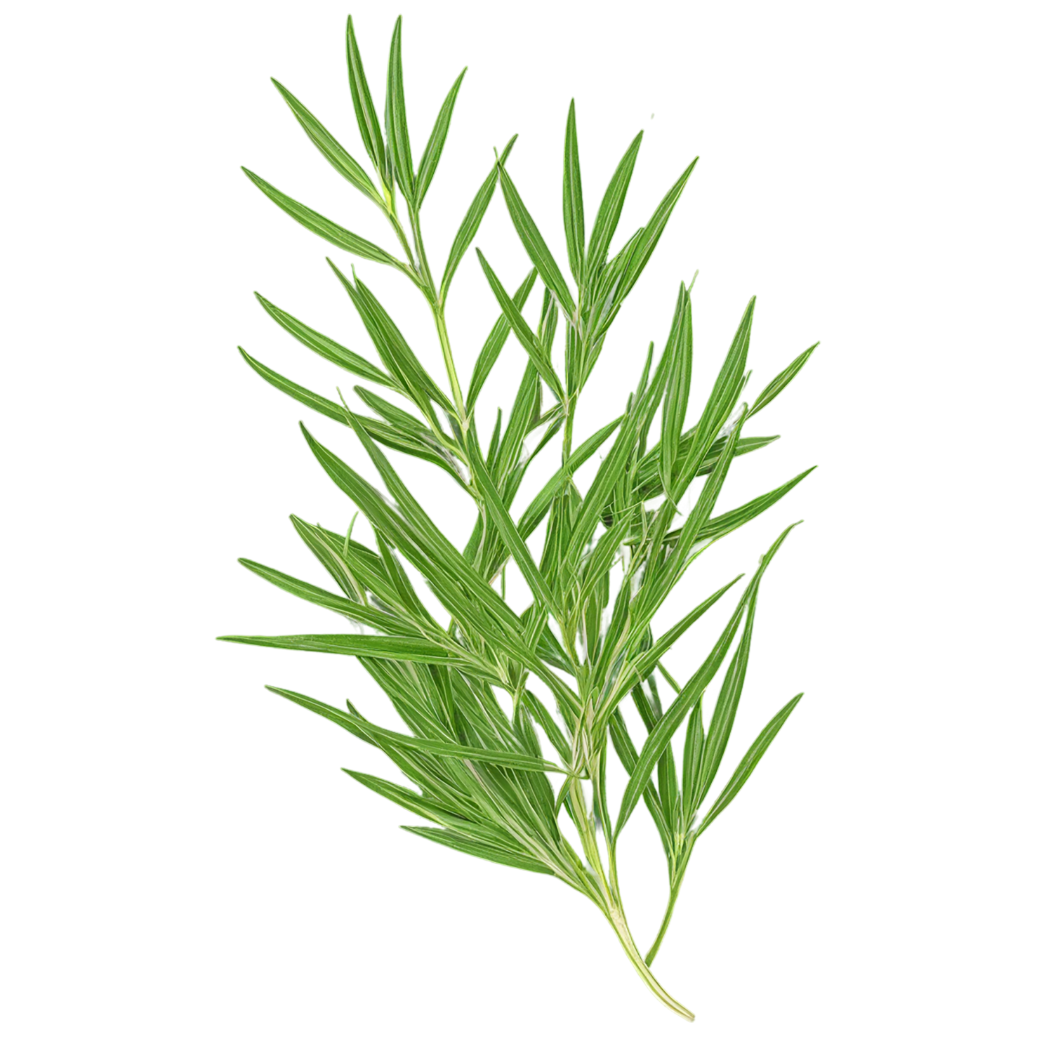Cumin leaves Herbs isolated on transparent background, #6948