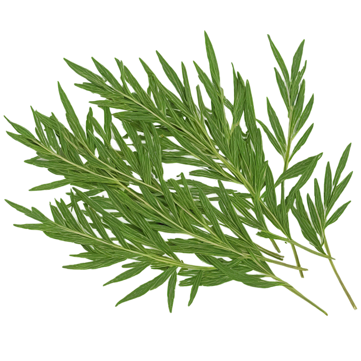 Cumin leaves Herbs isolated on transparent background, #6951