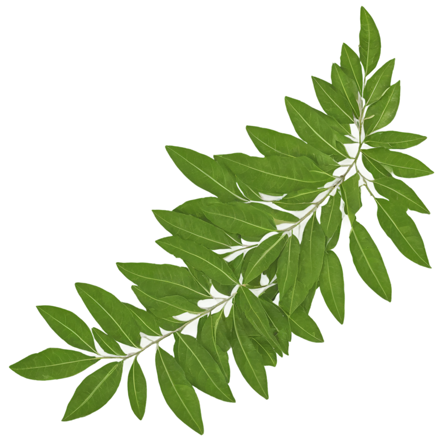 Curry leaves Herbs isolated on transparent background, #6955