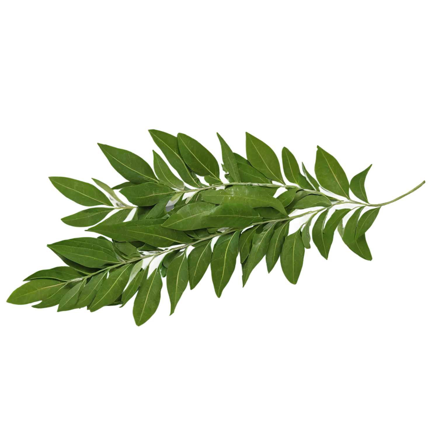 Curry leaves Herbs isolated on transparent background, #6956