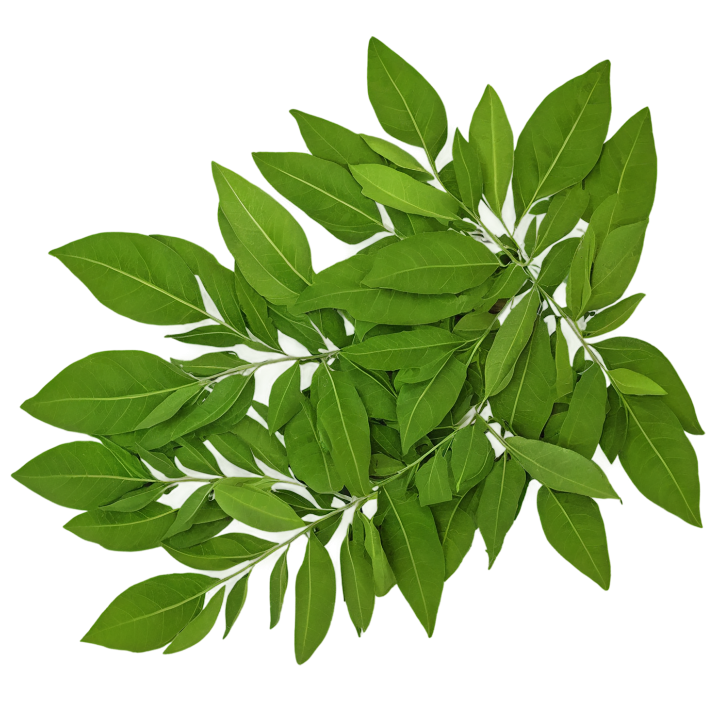 Curry leaves Herbs isolated on transparent background, #6957