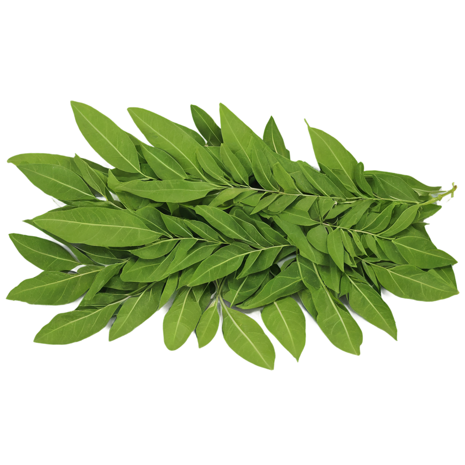 Curry leaves Herbs isolated on transparent background, #6958