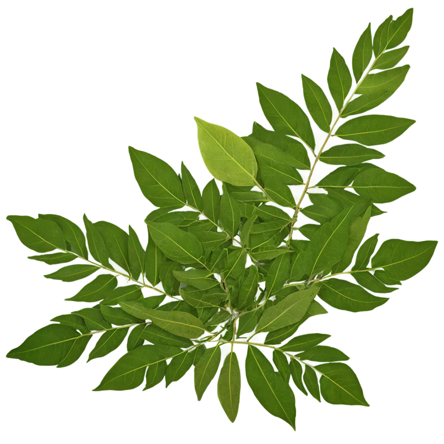 Curry leaves Herbs isolated on transparent background, #6959