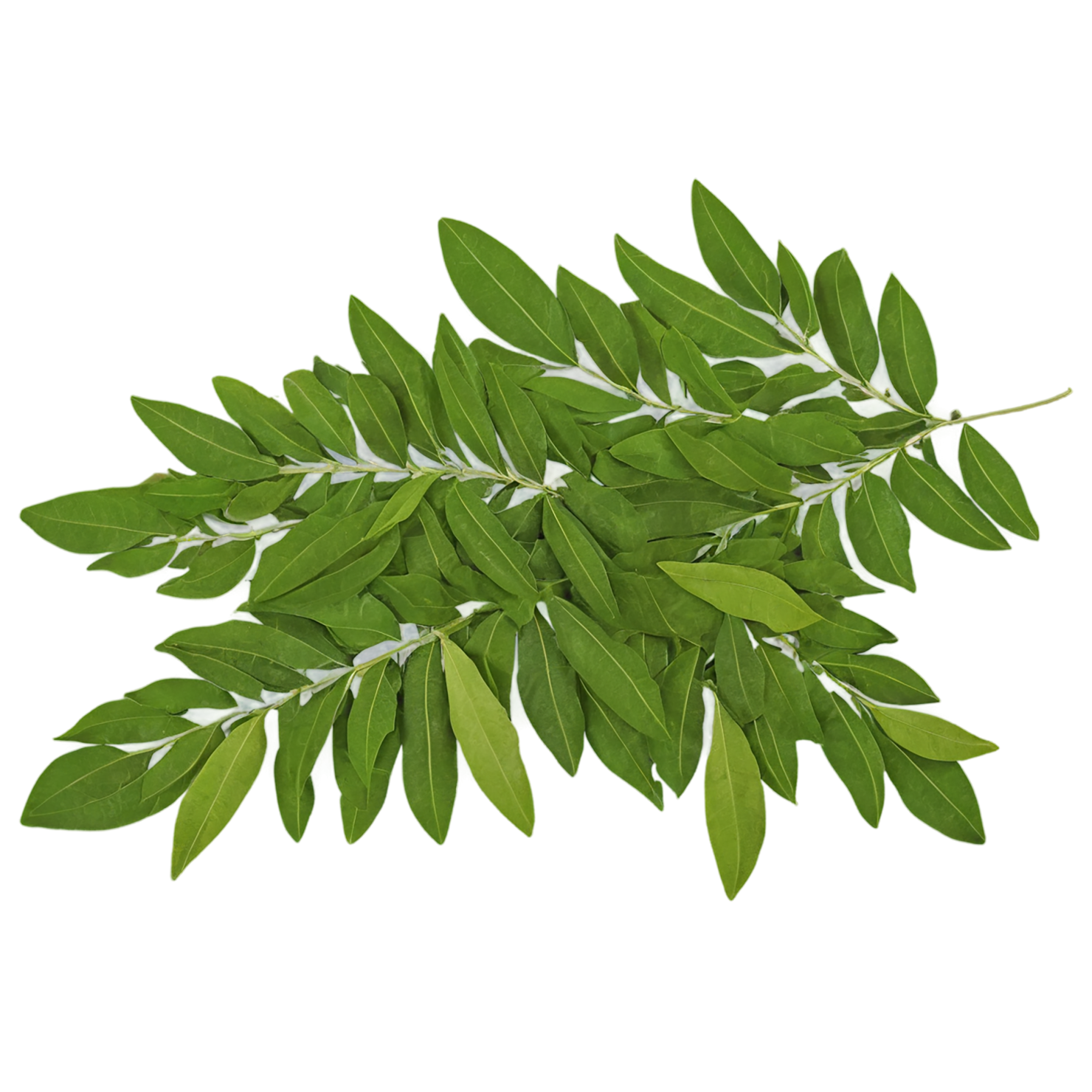 Curry leaves Herbs isolated on transparent background, #6962