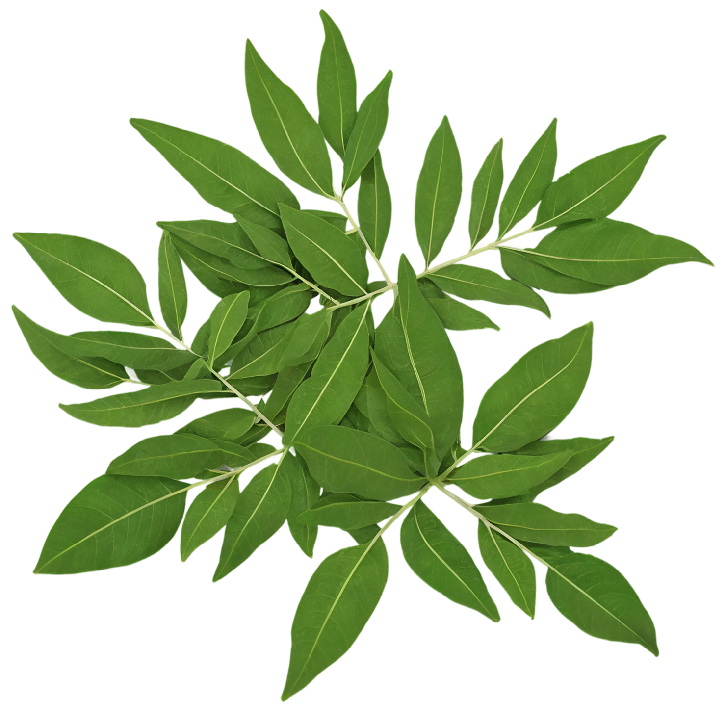 Curry leaves Herbs isolated on transparent background, #6963