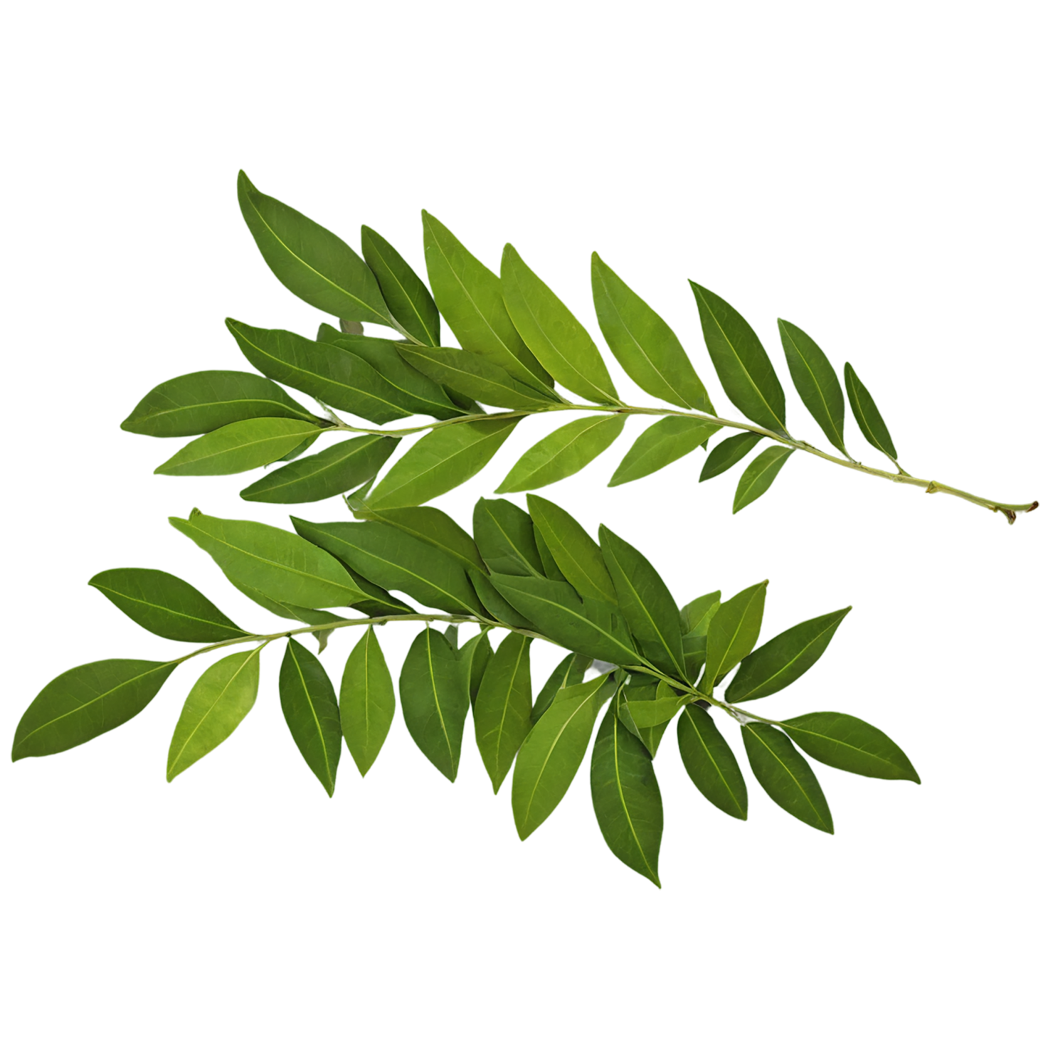 Curry leaves Herbs isolated on transparent background, #6964