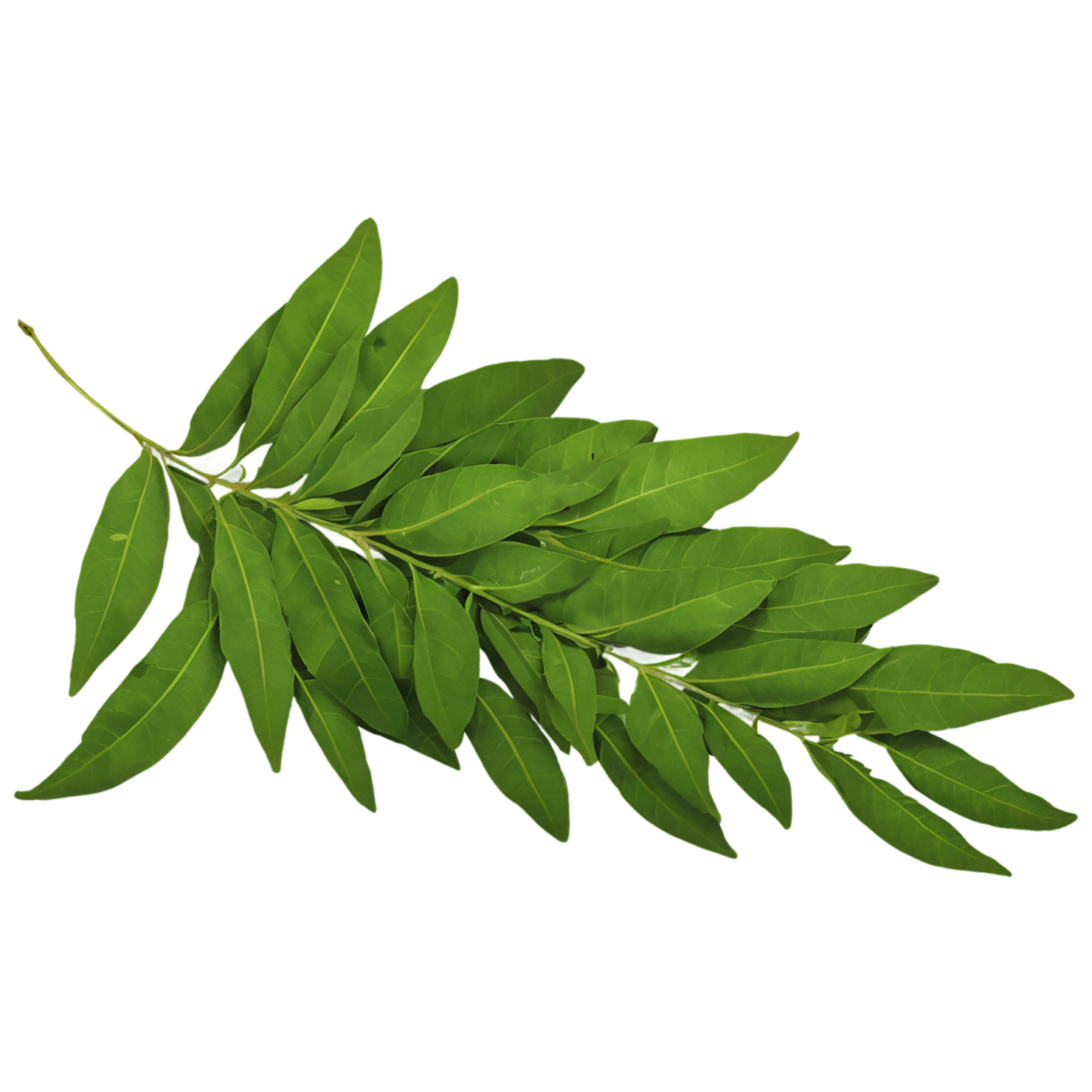 Curry leaves Herbs isolated on transparent background, #6965