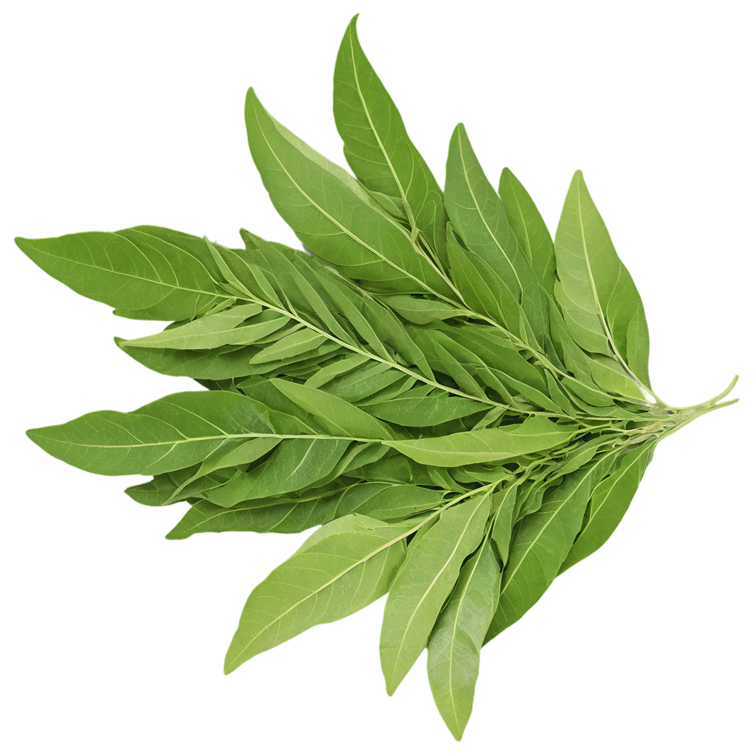 Curry leaves Herbs isolated on transparent background, #6966