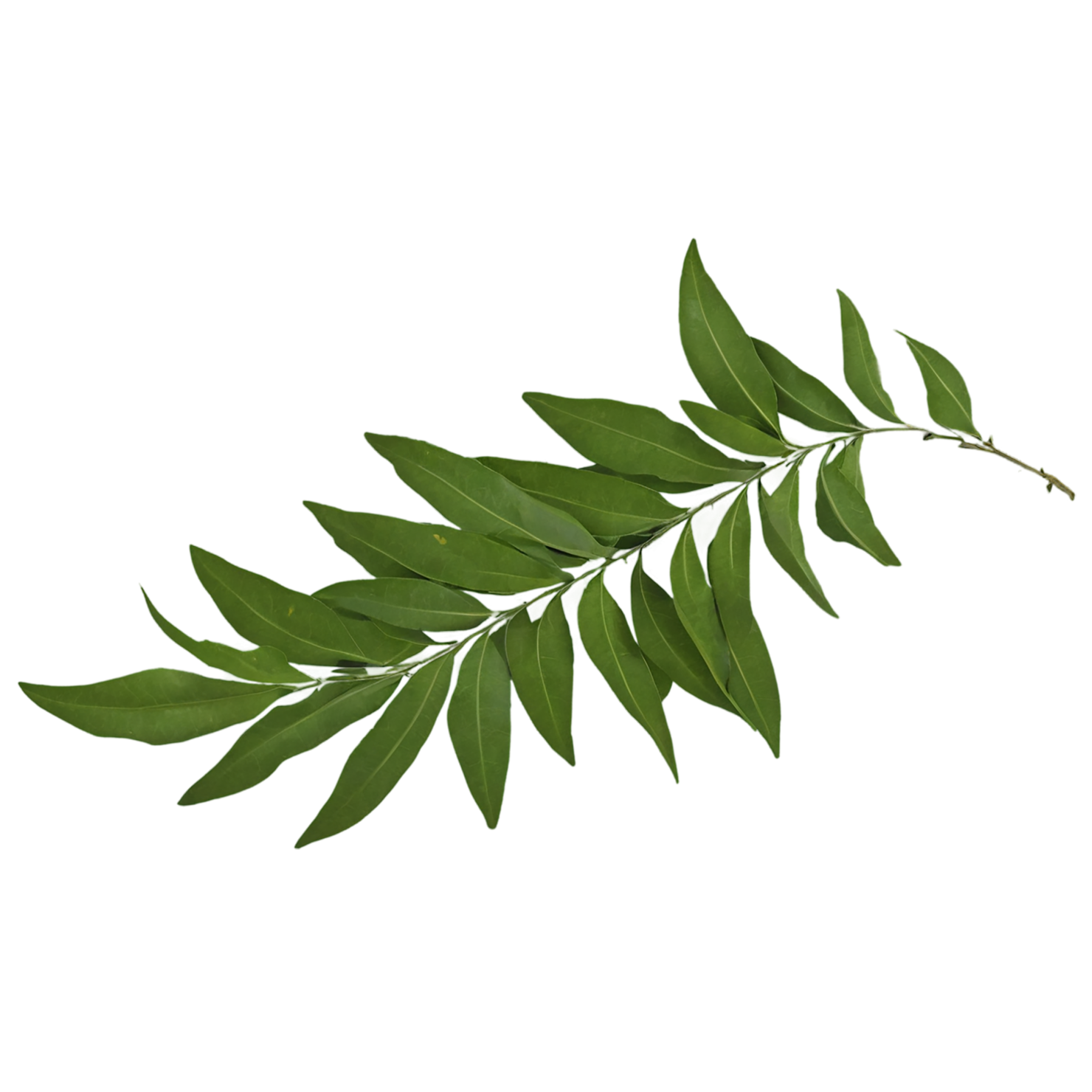 Curry leaves Herbs isolated on transparent background, #6968