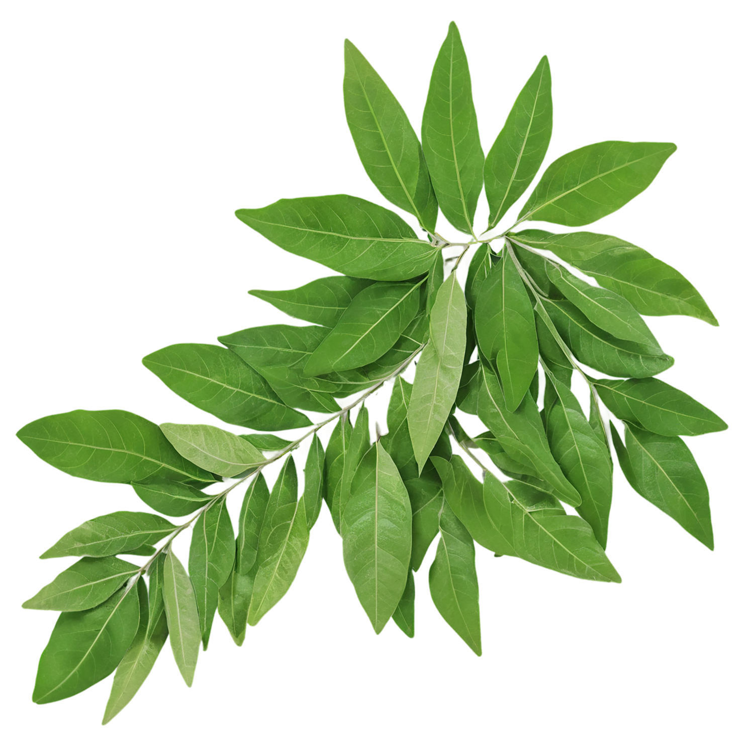 Curry leaves Herbs isolated on transparent background, #6969