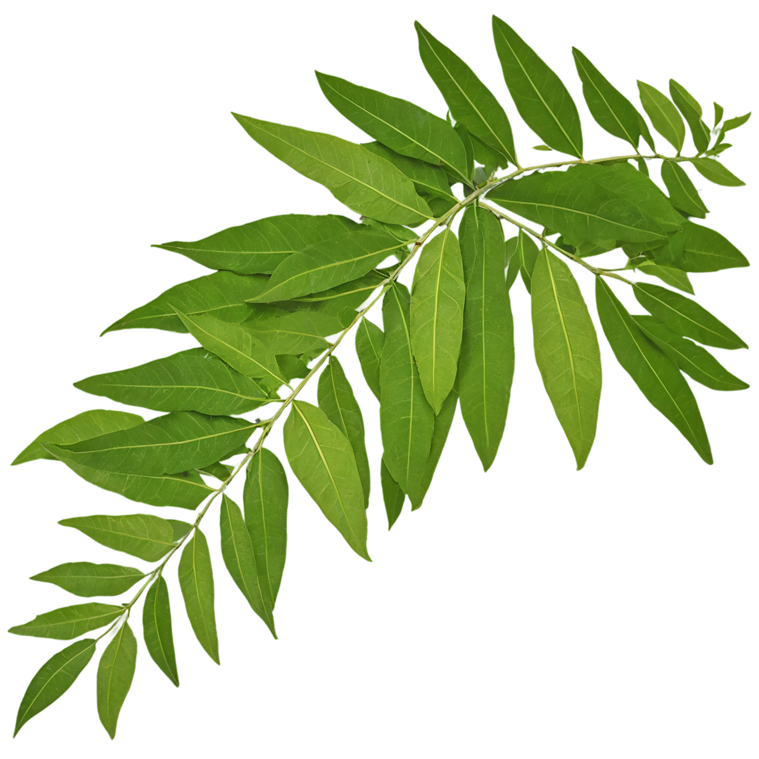 Curry leaves Herbs isolated on transparent background, #6972