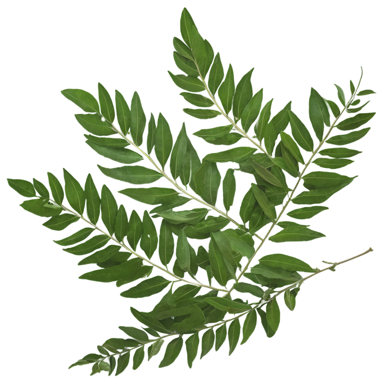 Curry leaves Herbs isolated on transparent background, #6974