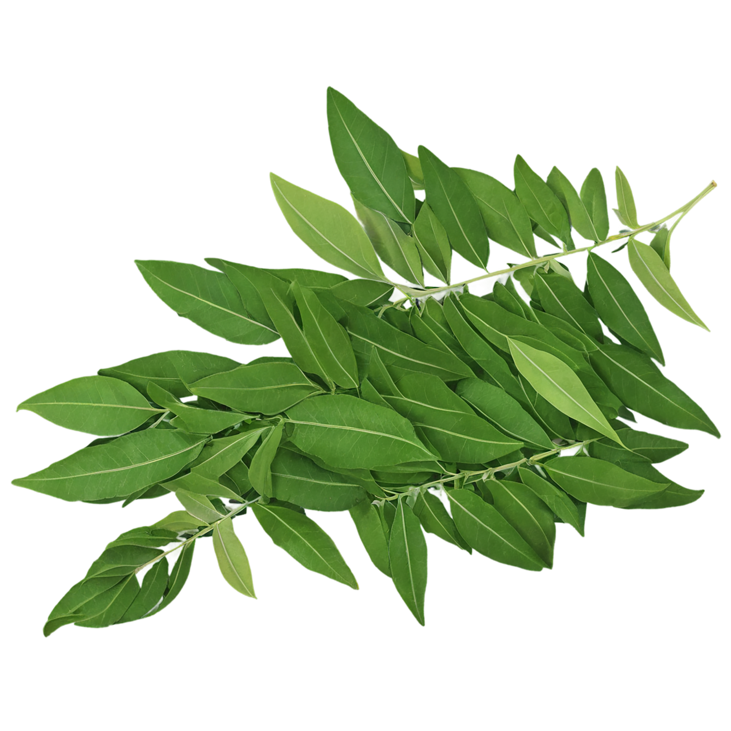 Curry leaves Herbs isolated on transparent background, #6978
