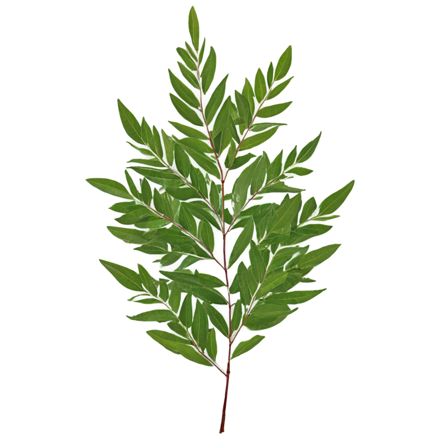 Curry leaves Herbs isolated on transparent background, #6979