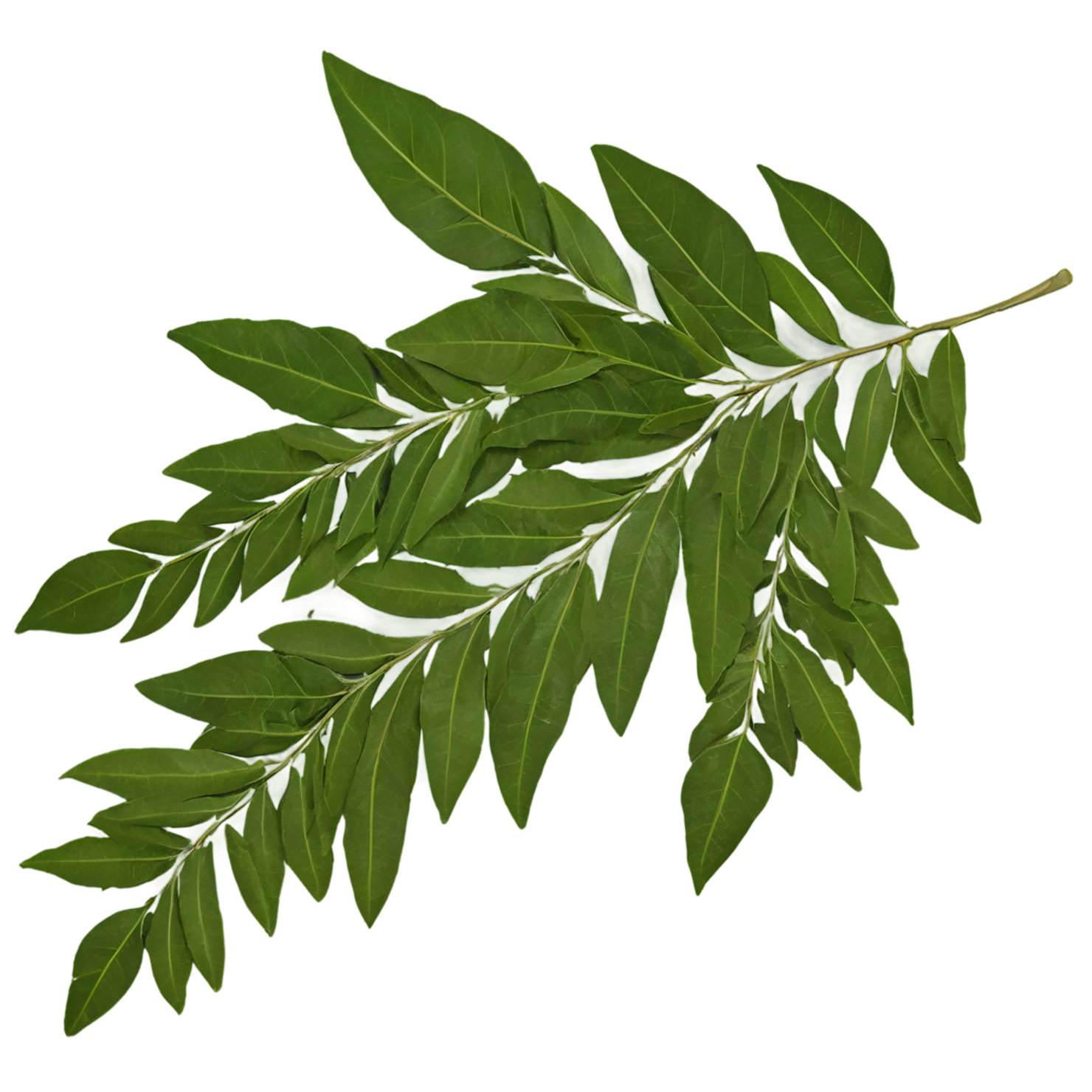 Curry leaves Herbs isolated on transparent background, #6981