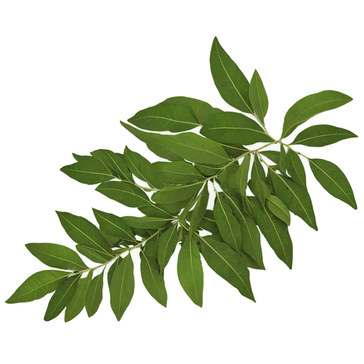 Curry leaves Herbs isolated on transparent background, #6982