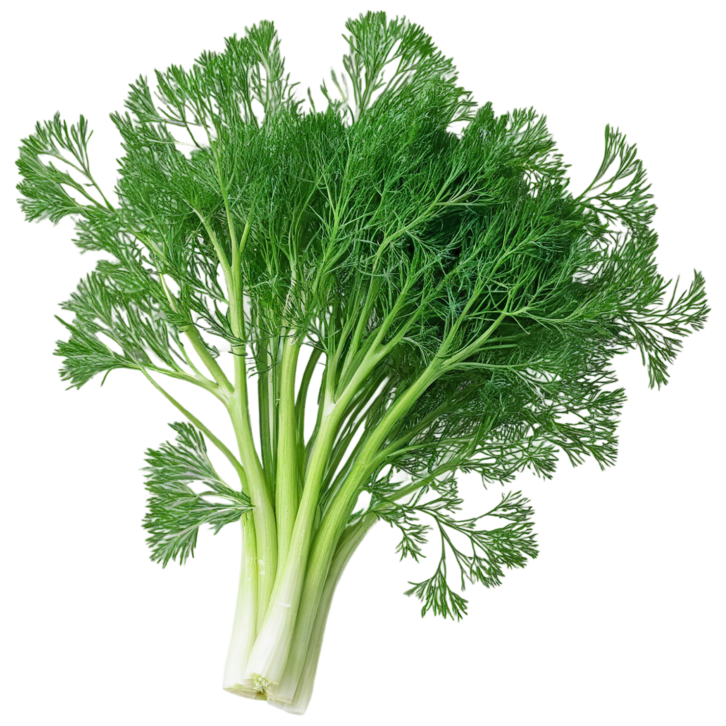Dill Herbs isolated on transparent background, #6983
