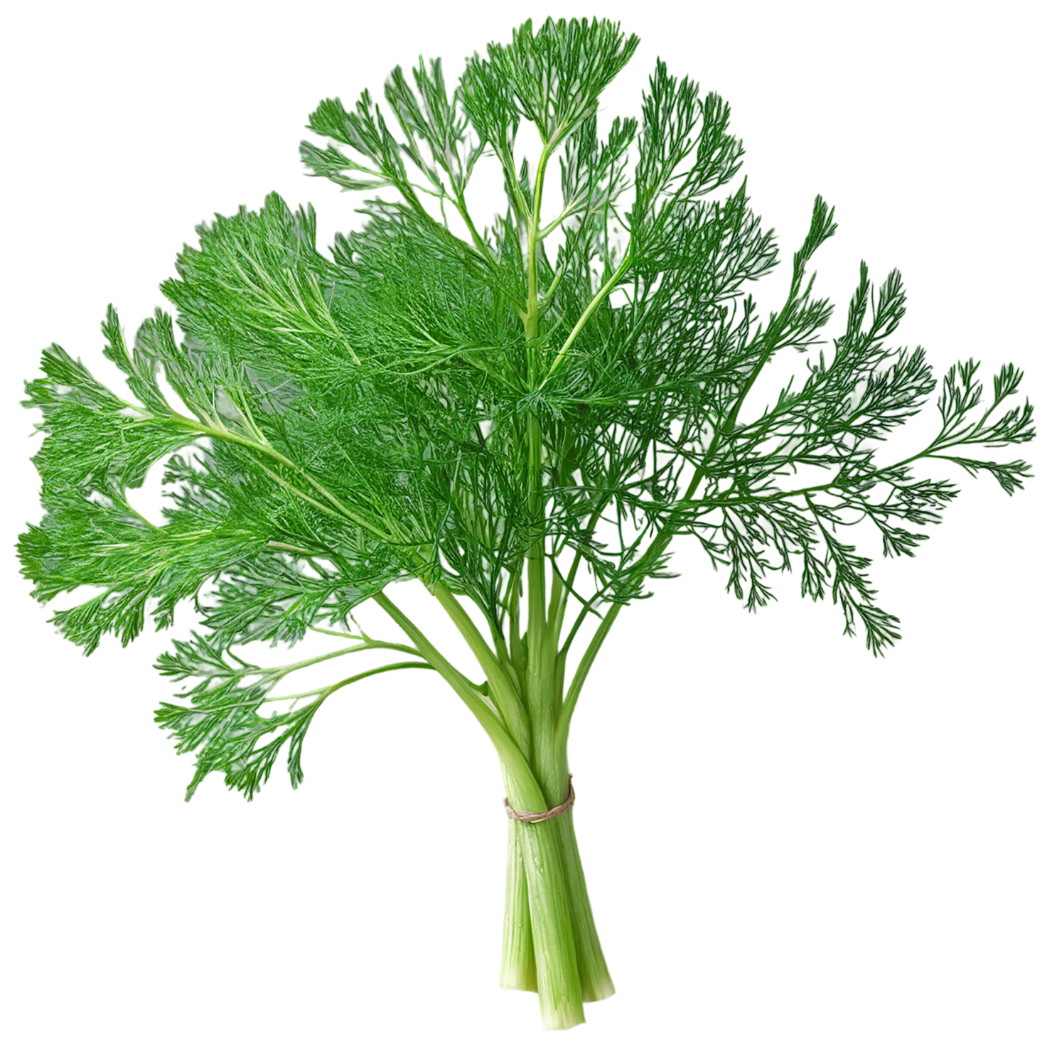 Dill Herbs isolated on transparent background, #6985