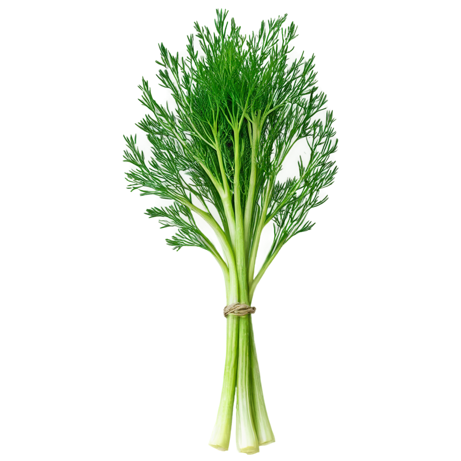 Dill Herbs isolated on transparent background, #6986