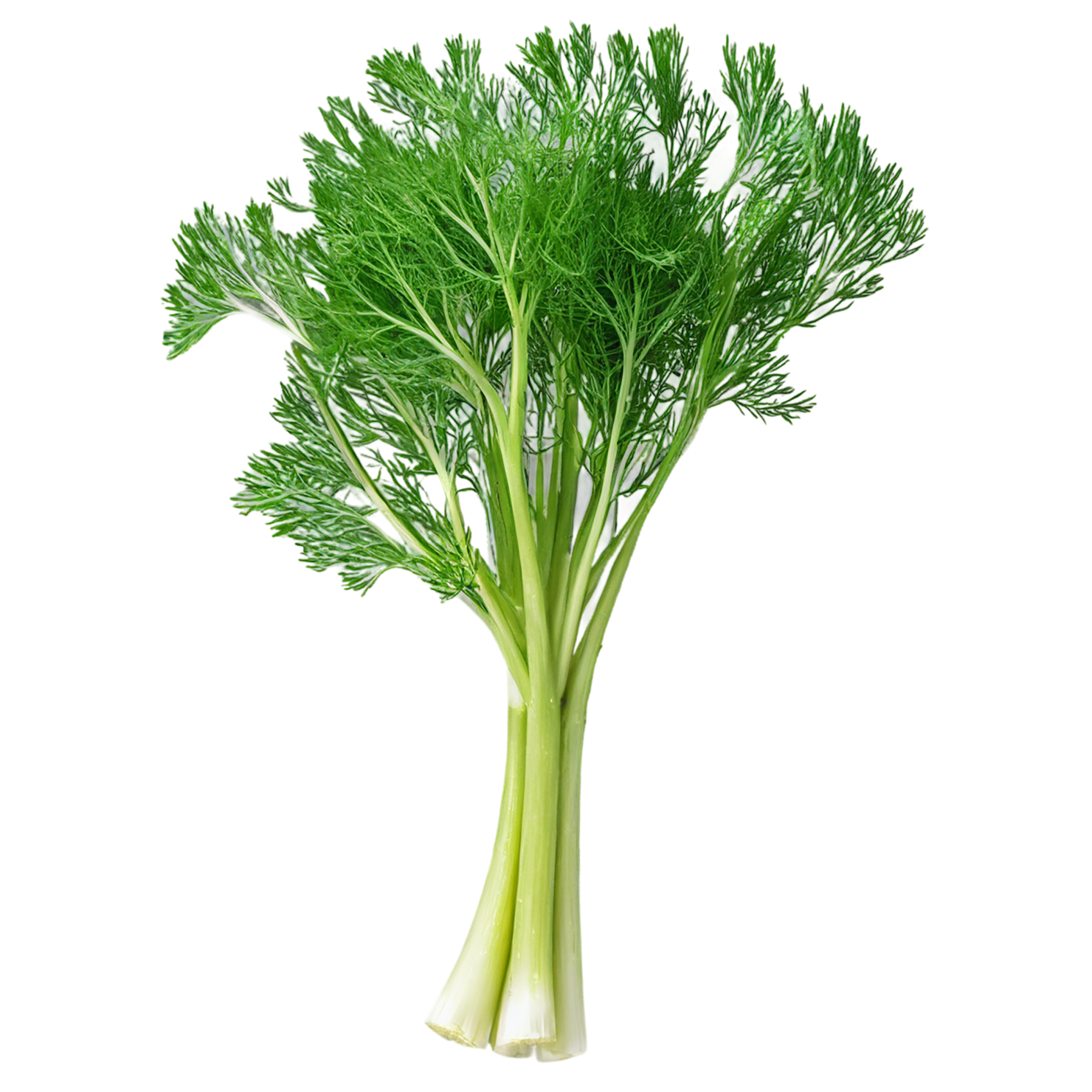 Dill Herbs isolated on transparent background, #6988