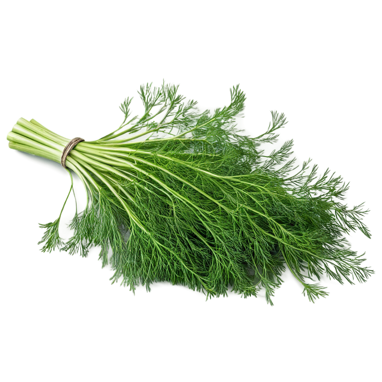 Dill Herbs isolated on transparent background, #6989