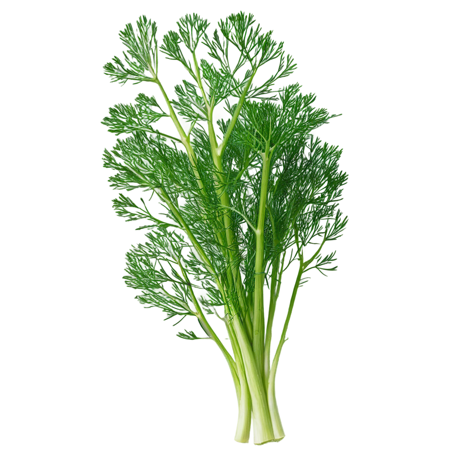 Dill Herbs isolated on transparent background, #6990