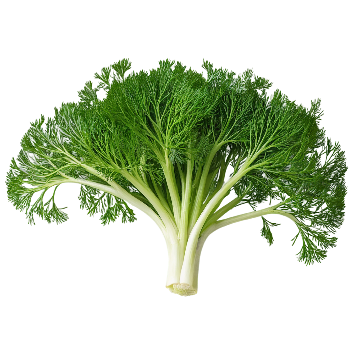 Dill Herbs isolated on transparent background, #6991